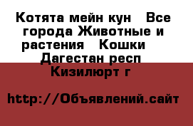 Котята мейн кун - Все города Животные и растения » Кошки   . Дагестан респ.,Кизилюрт г.